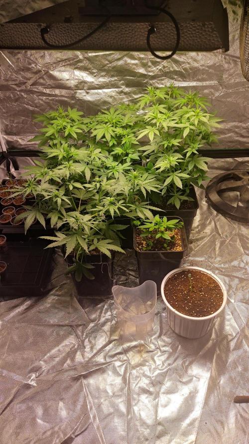 #1 2026 Auto fastbuds. Week 4