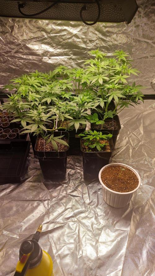 #1 2026 Auto fastbuds. Week 5