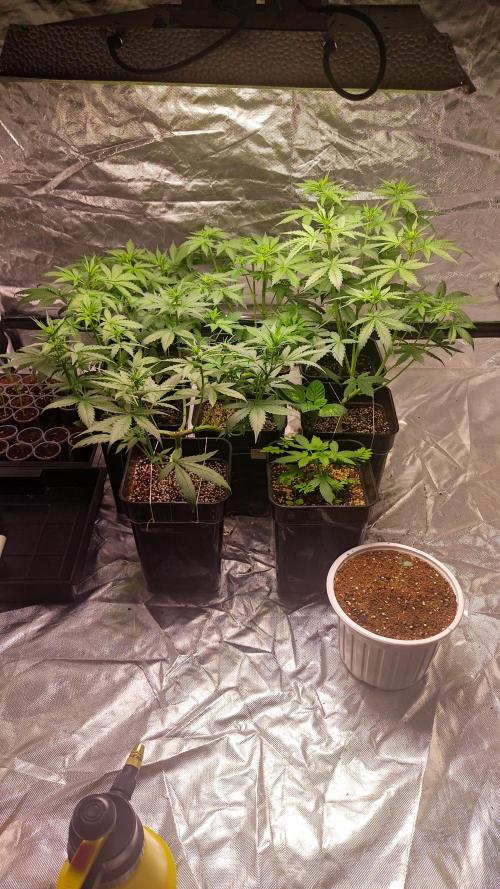 #1 2026 Auto fastbuds. Week 5