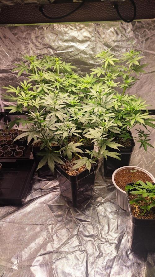 #1 2026 Auto fastbuds. Week 5