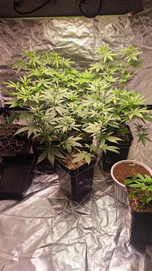 #1 2026 Auto fastbuds. Week 5