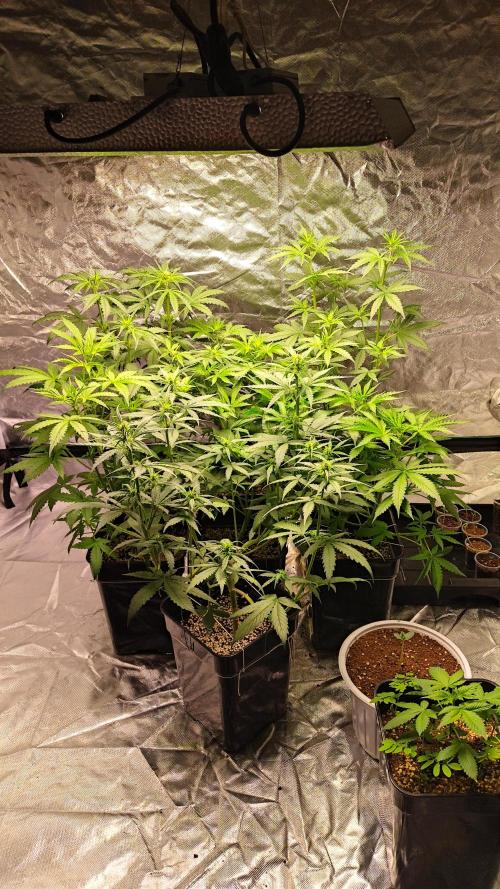 #1 2026 Auto fastbuds. Week 5