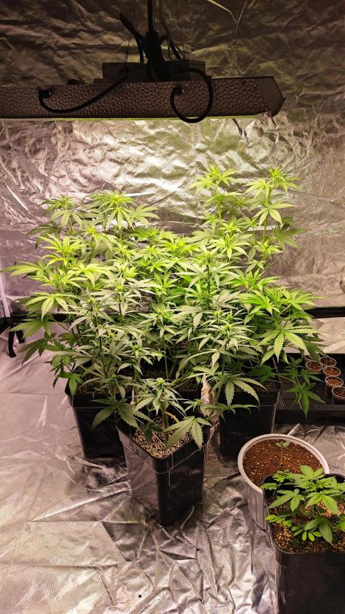 #1 2026 Auto fastbuds. Week 5