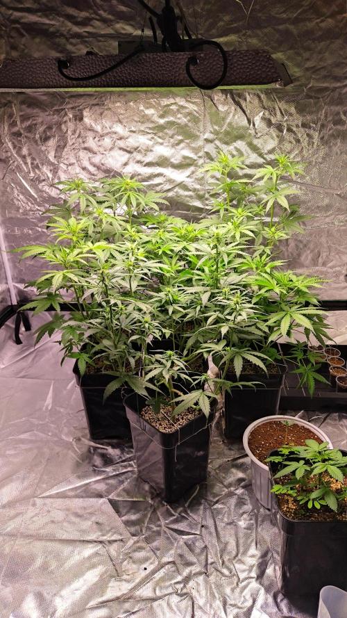 #1 2026 Auto fastbuds. Week 5