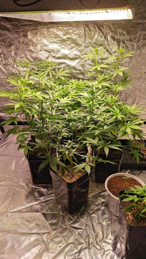 #1 2026 Auto fastbuds. Week 5