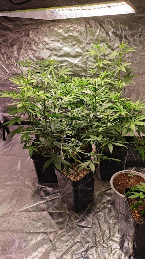 #1 2026 Auto fastbuds. Week 5