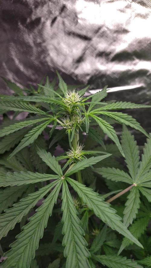 #1 2026 Auto fastbuds. Week 5