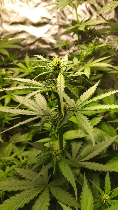 #1 2026 Auto fastbuds. Week 5
