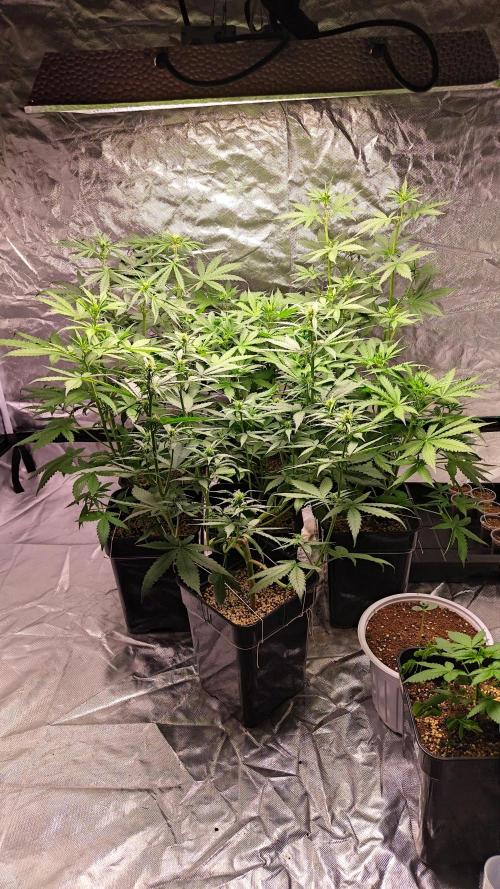 #1 2026 Auto fastbuds. Week 5