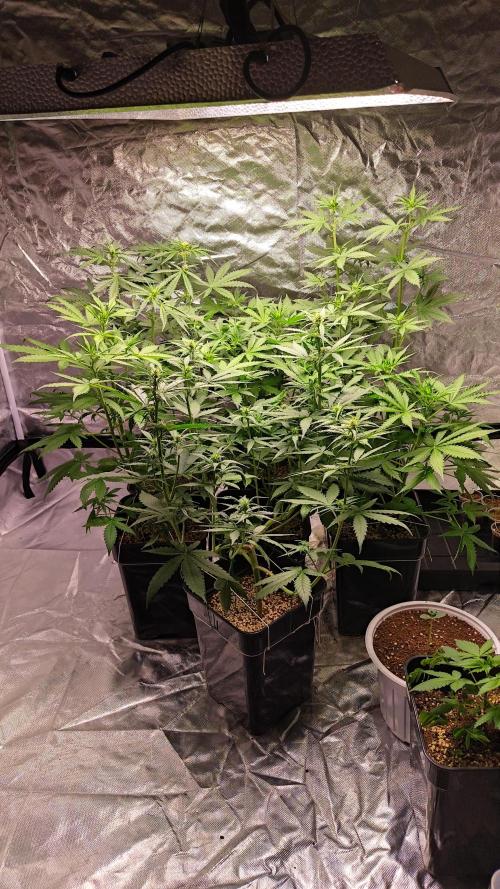 #1 2026 Auto fastbuds. Week 5