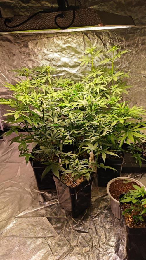 #1 2026 Auto fastbuds. Week 5