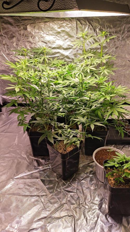 #1 2026 Auto fastbuds. Week 5