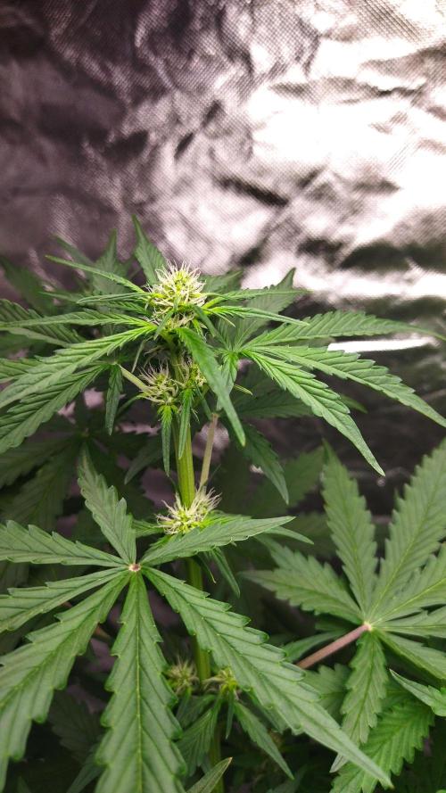 #1 2026 Auto fastbuds. Week 5