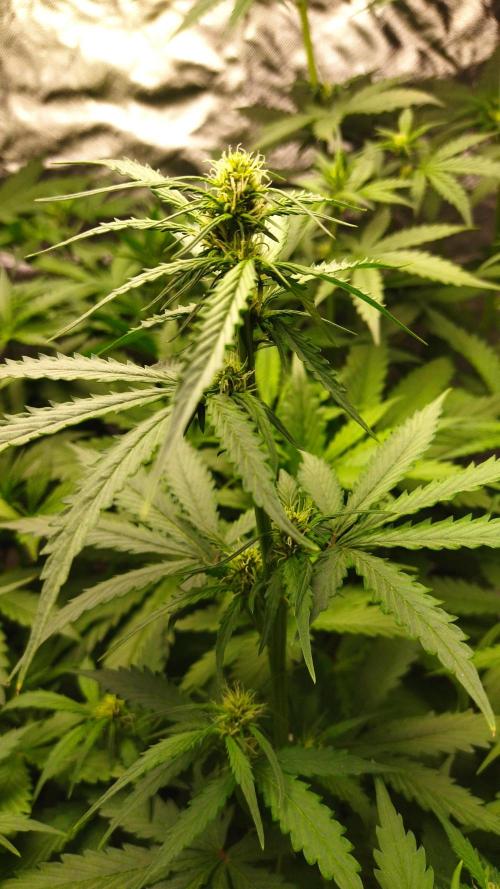 #1 2026 Auto fastbuds. Week 5