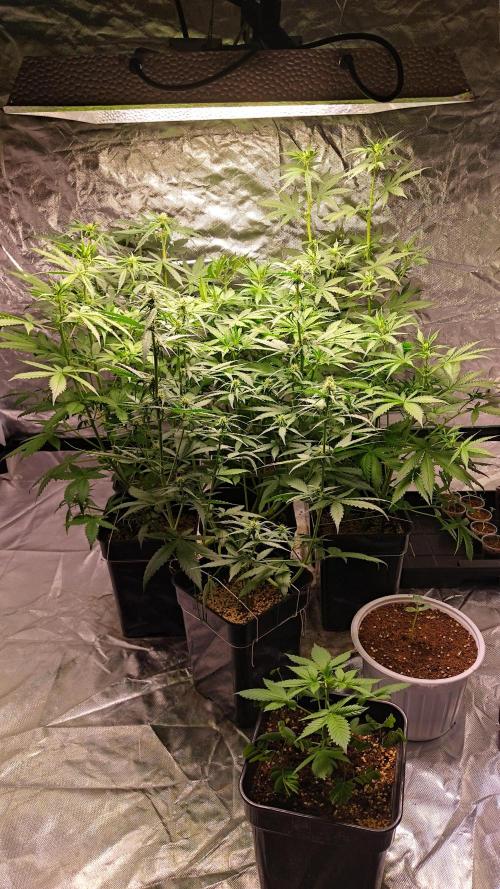 #1 2026 Auto fastbuds. Week 5