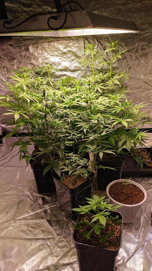 #1 2026 Auto fastbuds. Week 5