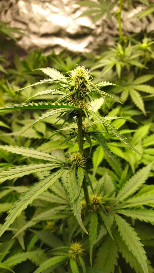 #1 2026 Auto fastbuds. Week 5