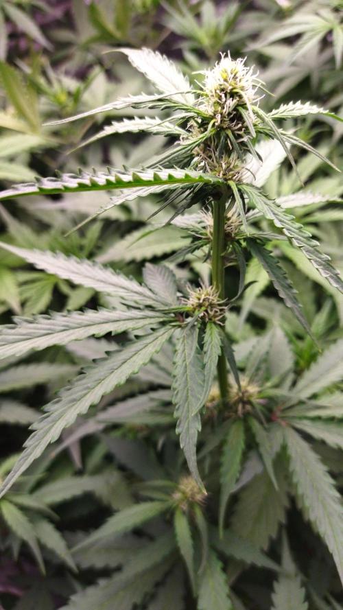 #1 2026 Auto fastbuds. Week 5