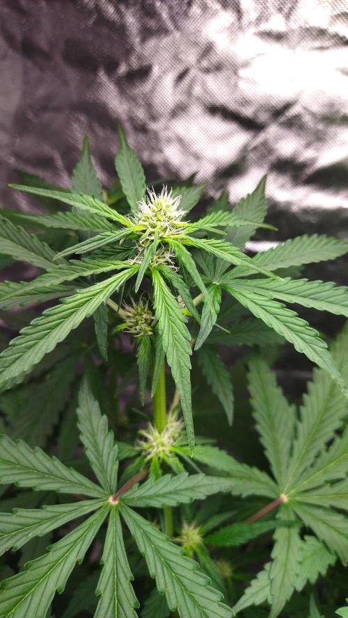 #1 2026 Auto fastbuds. Week 5