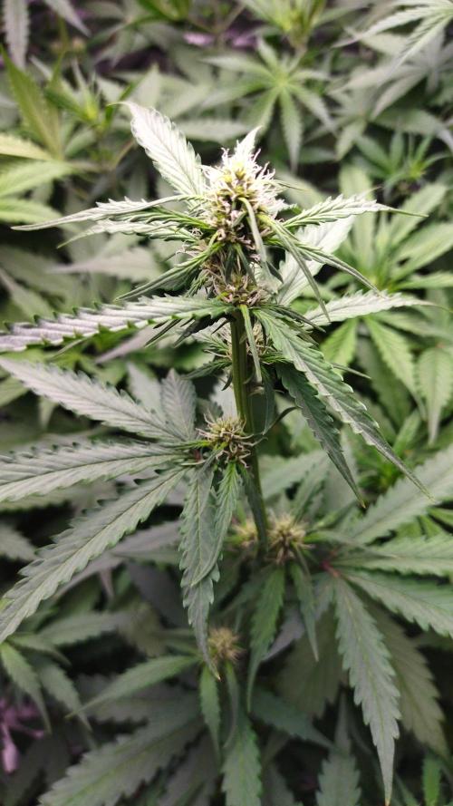 #1 2026 Auto fastbuds. Week 5