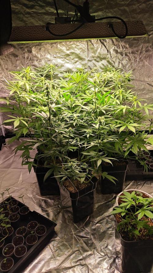 #1 2026 Auto fastbuds. Week 5