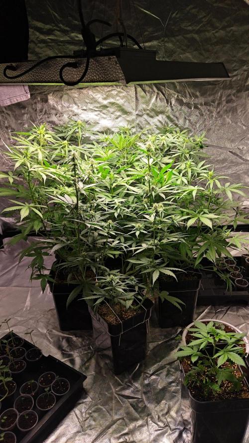 #1 2026 Auto fastbuds. Week 5