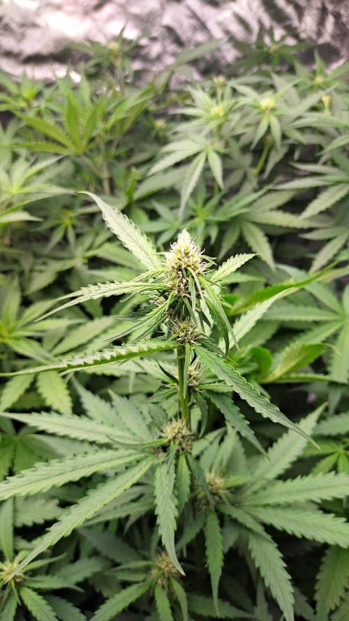 #1 2026 Auto fastbuds. Week 5