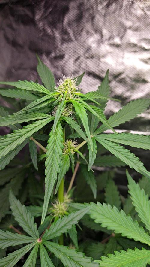 #1 2026 Auto fastbuds. Week 5