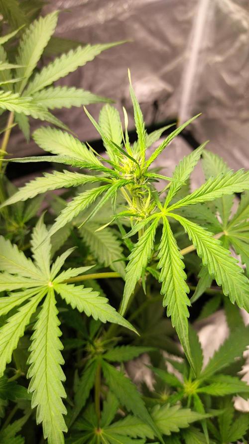 #1 2026 Auto fastbuds. Week 5
