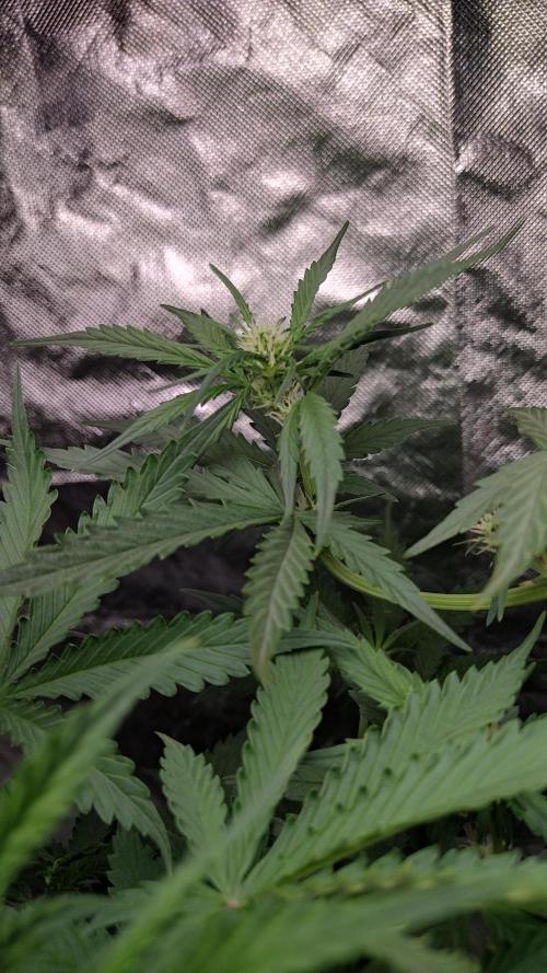 #1 2026 Auto fastbuds. Week 5