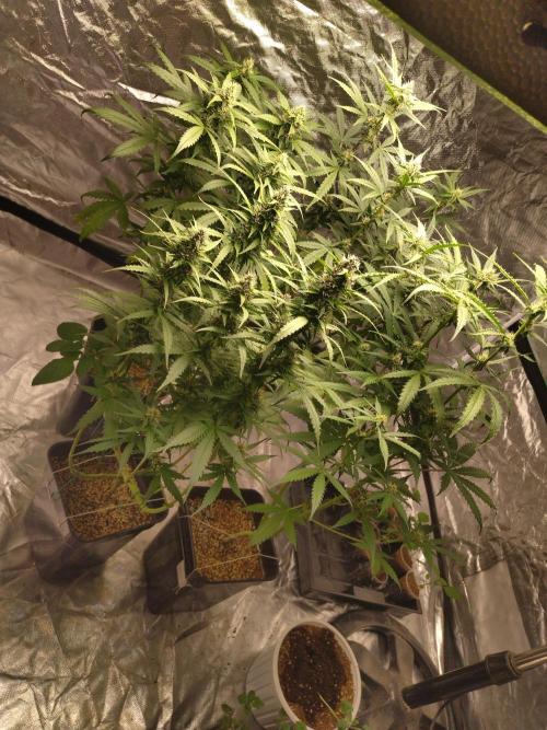 #1 2026 Auto fastbuds. Week 6