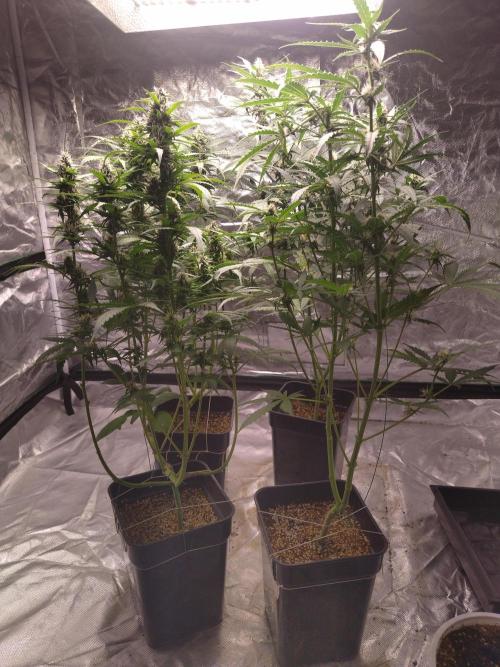 #1 2026 Auto fastbuds. Week 6