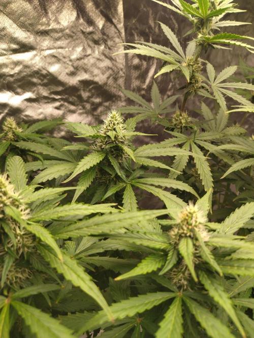 #1 2026 Auto fastbuds. Week 6 - Purple lemonade auto #1