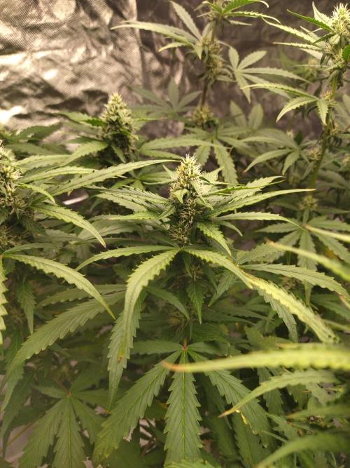 #1 2026 Auto fastbuds. Week 6 - Purple lemonade auto #1