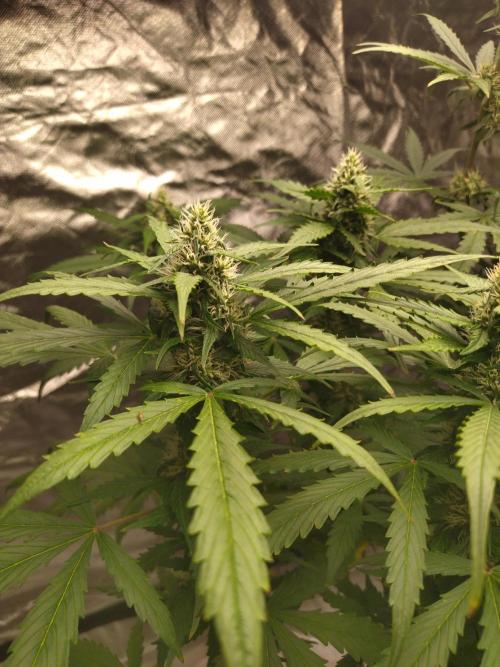 #1 2026 Auto fastbuds. Week 6 - Purple lemonade auto #1