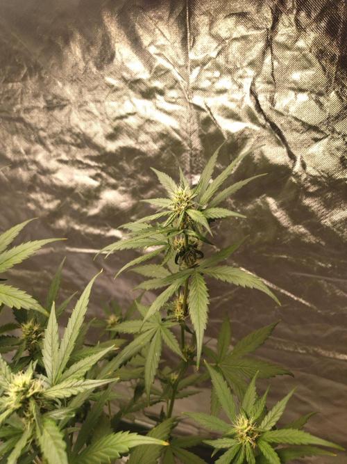 #1 2026 Auto fastbuds. Week 6 - Z auto