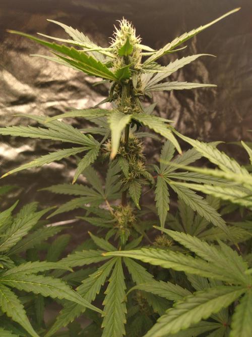 #1 2026 Auto fastbuds. Week 6 - Z auto 