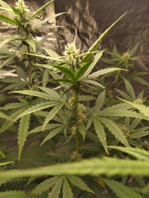 #1 2026 Auto fastbuds. Week 6 - Z auto