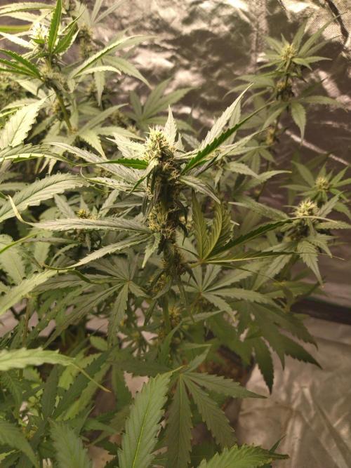 #1 2026 Auto fastbuds. Week 6 - Gorilla punch auto 