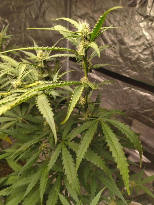 #1 2026 Auto fastbuds. Week 6 - Gorilla punch auto 