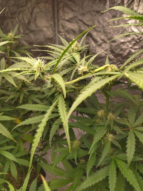 #1 2026 Auto fastbuds. Week 6 - Gorilla punch auto 