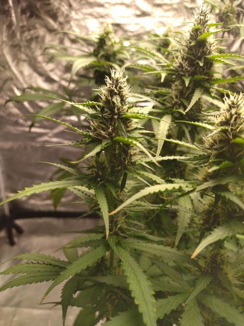 #1 2026 Auto fastbuds. Week 6 - Purple lemonade auto #2