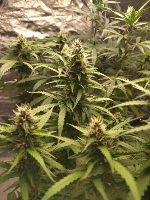 #1 2026 Auto fastbuds. Week 6 - Purple lemonade auto #2
