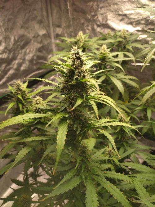 #1 2026 Auto fastbuds. Week 6 - Purple lemonade auto #2