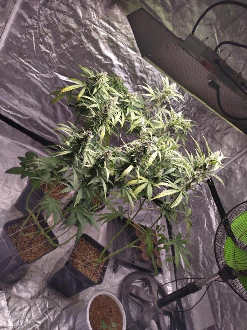 #1 2026 Auto fastbuds. Week 7