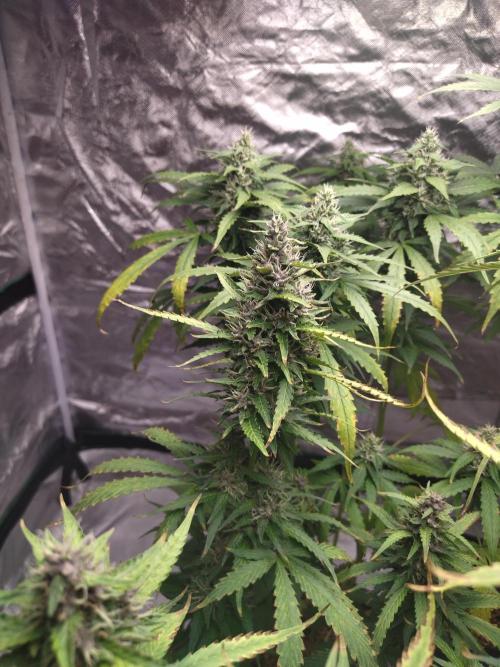 #1 2026 Auto fastbuds. Week 7 - Purple lemonade auto #1