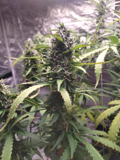 #1 2026 Auto fastbuds. Week 7 - Purple lemonade auto #1