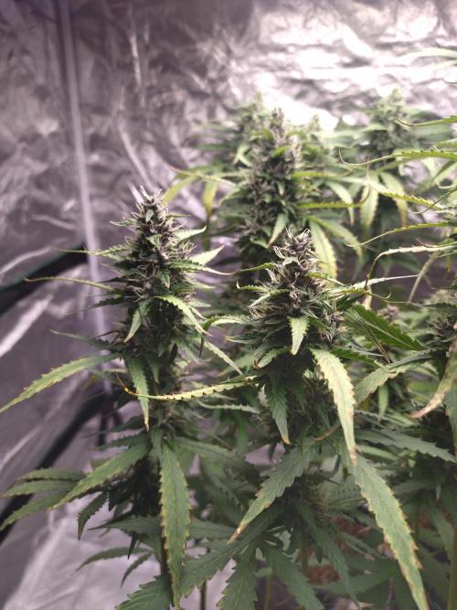#1 2026 Auto fastbuds. Week 7 - Purple lemonade auto #1