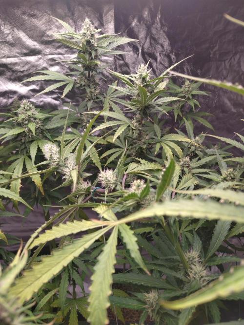#1 2026 Auto fastbuds. Week 7 - Gorilla punch auto 