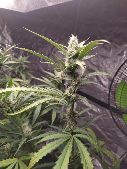 #1 2026 Auto fastbuds. Week 7 - Gorilla punch auto